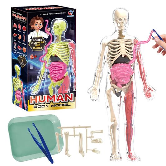 "Explorateurs du Corps Humain" - Kit d'Anatomie Interactif pour Enfants